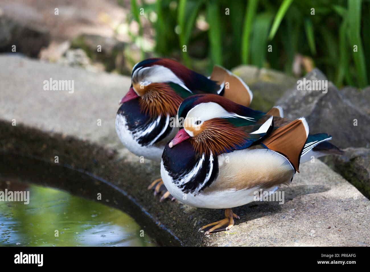 Two Mandarin ducks with elaborite colors and patterns resting next to a