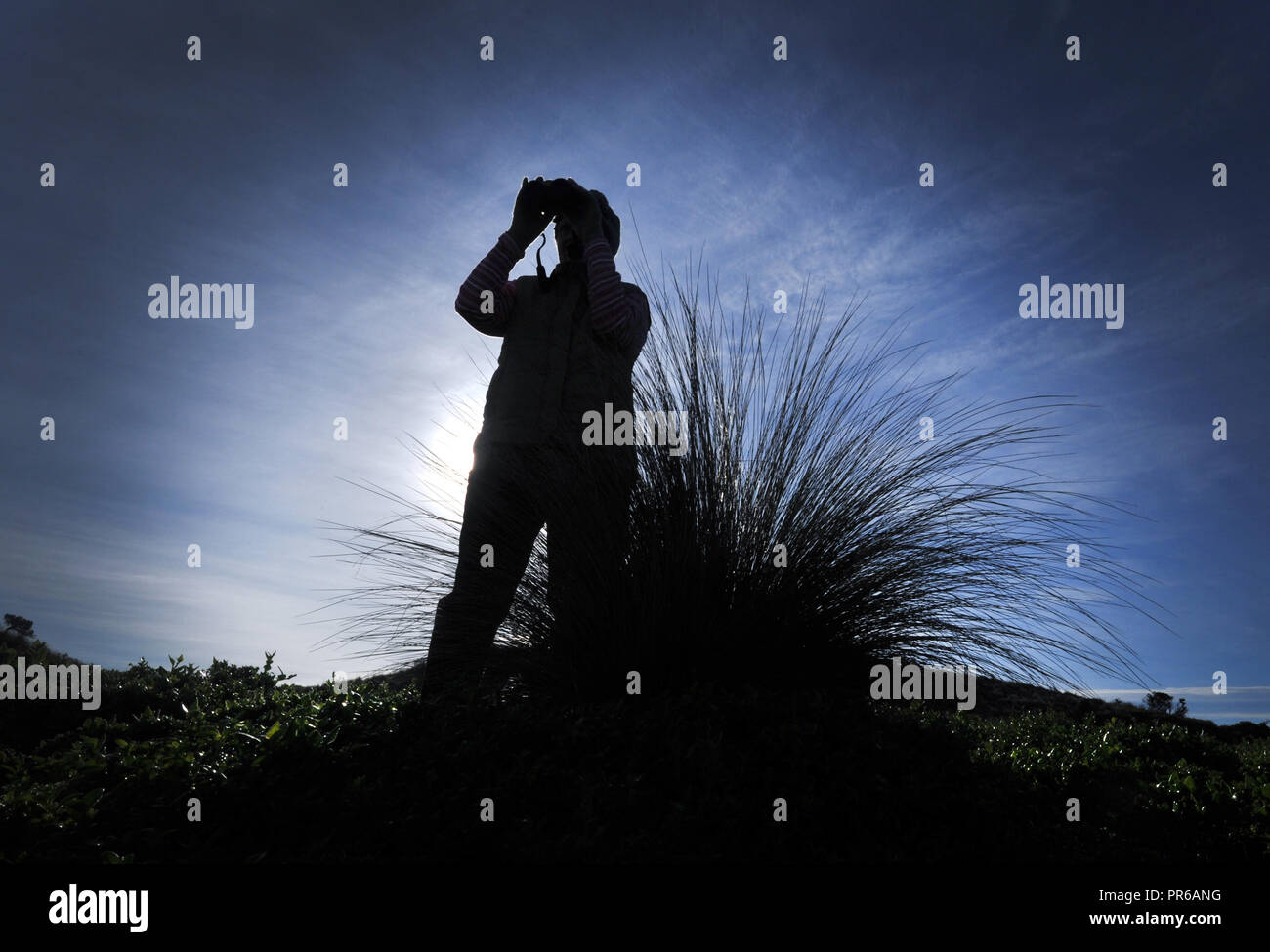 silhouette of a member of a Coastal birdwatchers Group Victoria Australia Stock Photo