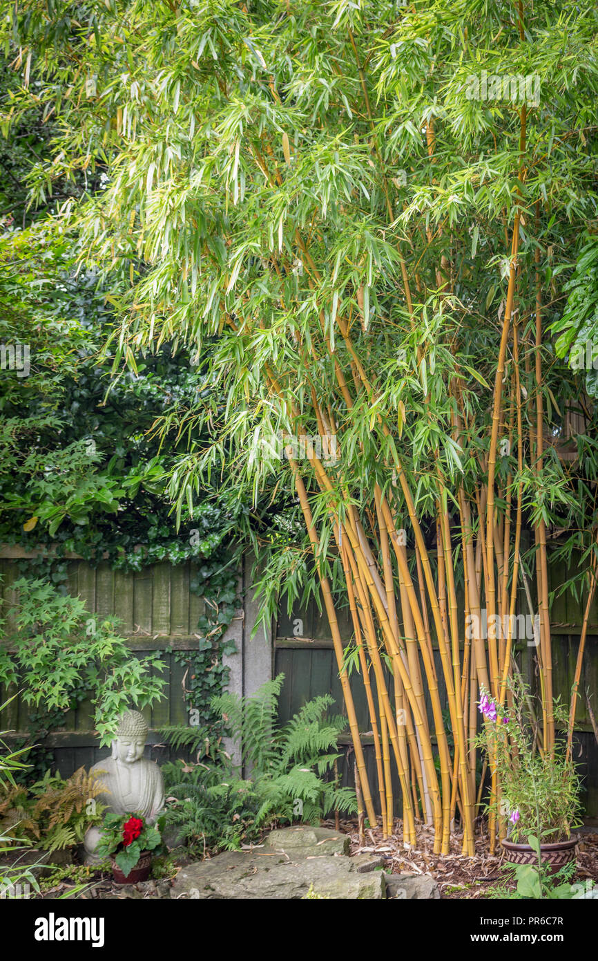 bambu dating UK