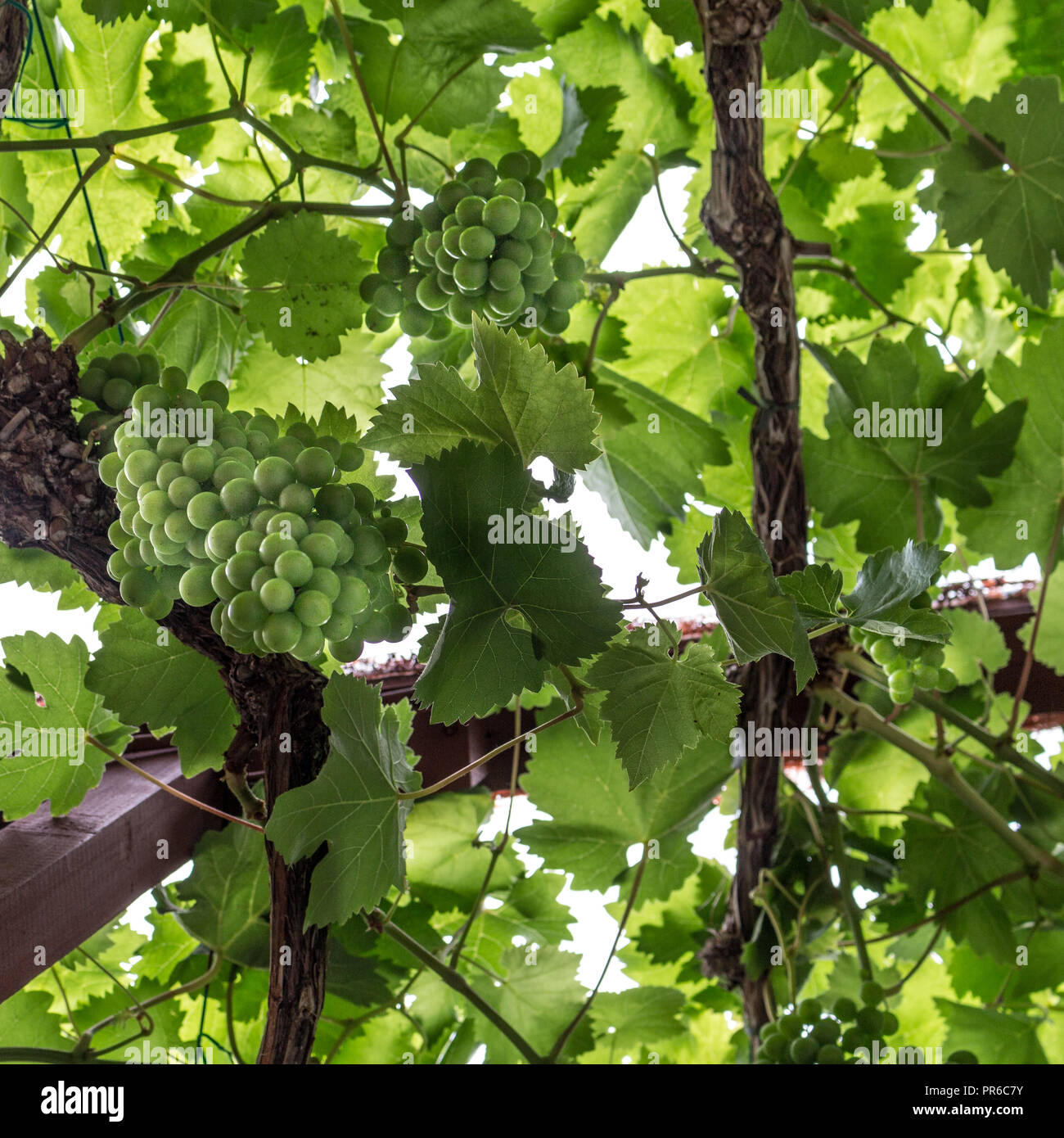 Grapes In Greenhouse High Resolution Stock Photography and Images Alamy