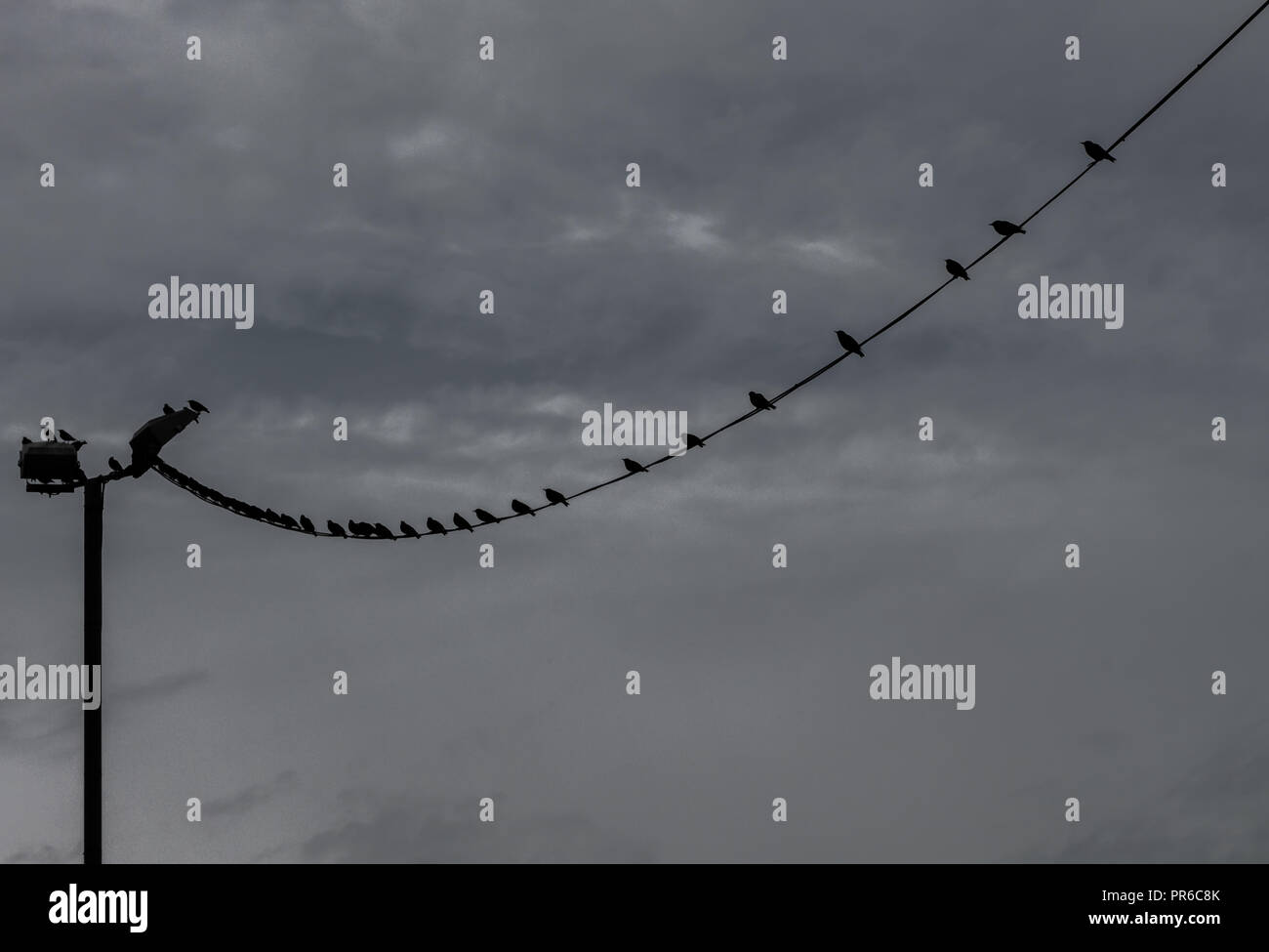 Birds sitting on telephone wire. Wallasey,Merseyside, UK Stock Photo