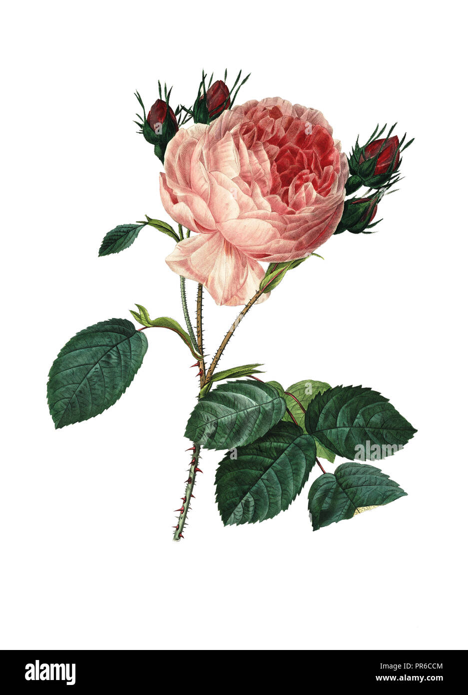 19th-century illustration of a rosa centifolia or hundred leaved rose. Engraving by Pierre-Joseph Redoute. Published in Choix Des Plus Belles Fleurs,  Stock Photo