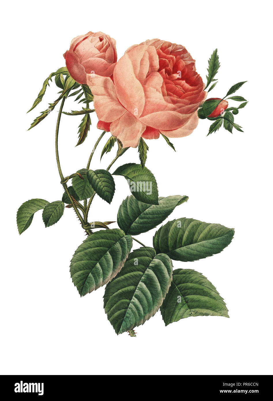 19th-century illustration of a Rosa centifolia  or hundred leaved rose. Engraving by Pierre-Joseph Redoute. Published in Choix Des Plus Belles Fleurs, Stock Photo