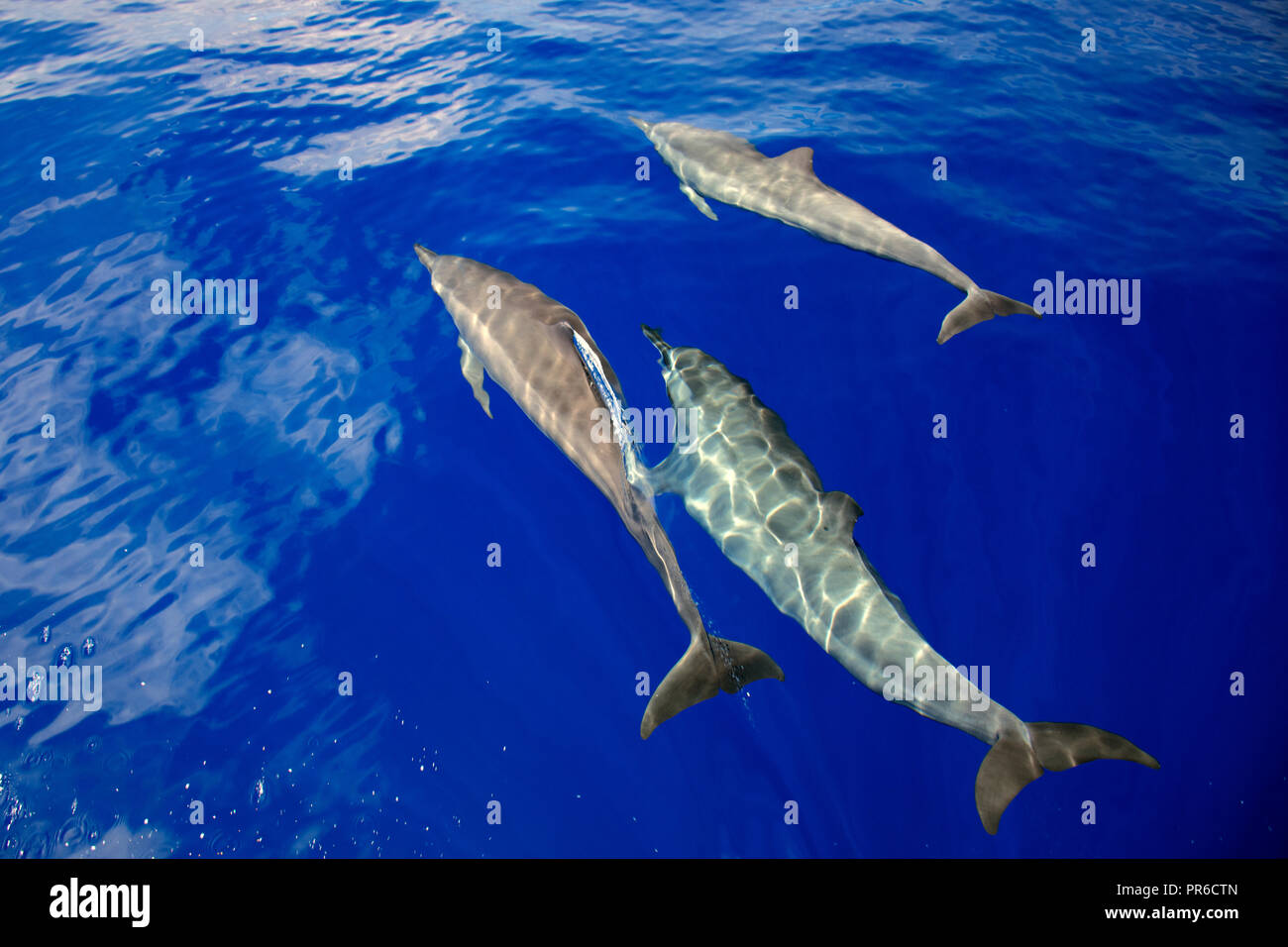 Spinner dolphins, Stenella longirostris, Ant Atoll, Pohnpei, Federated States of Micronesia Stock Photo