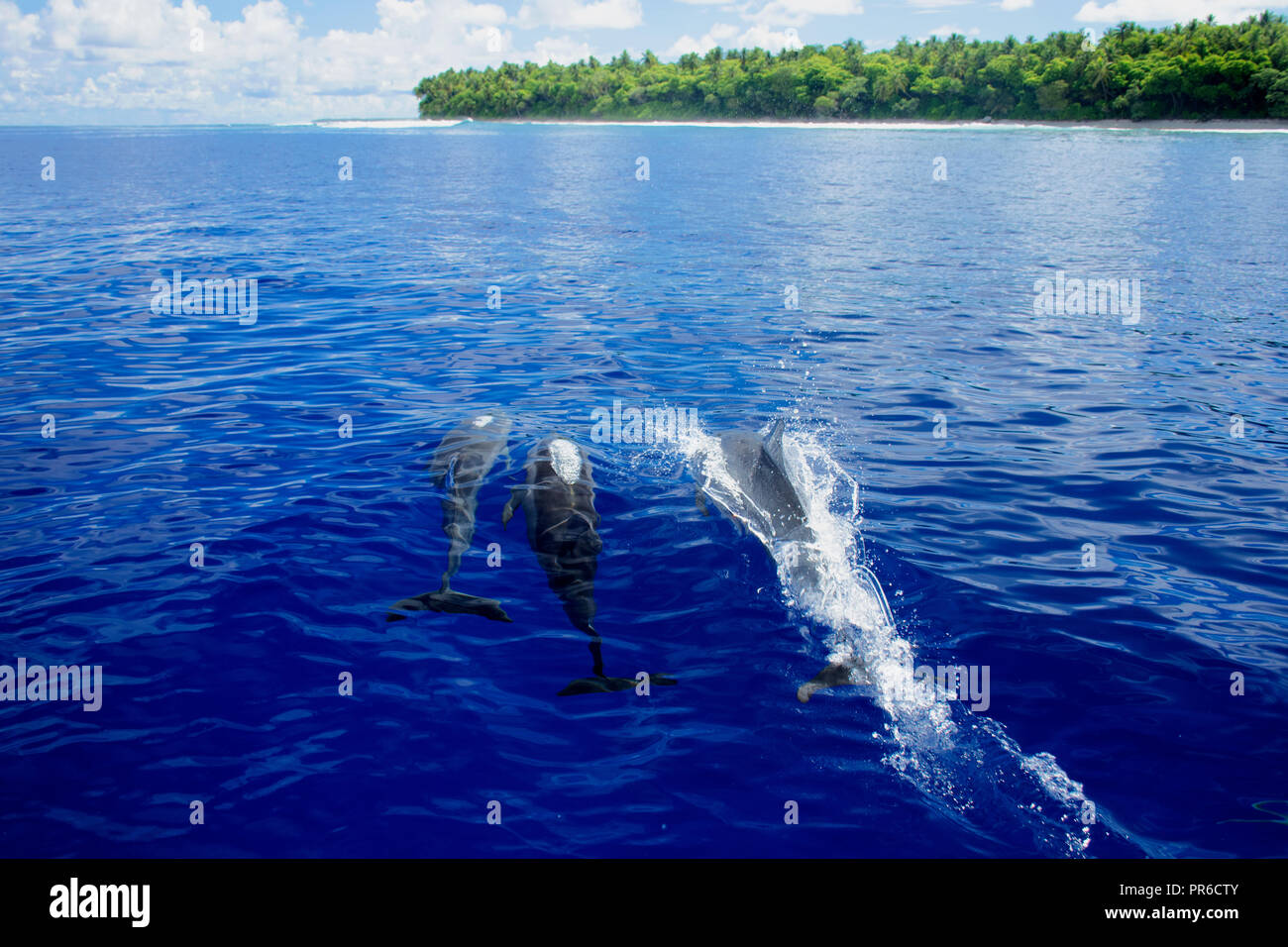 Spinner dolphins, Stenella longirostris, Ant Atoll, Pohnpei, Federated States of Micronesia Stock Photo