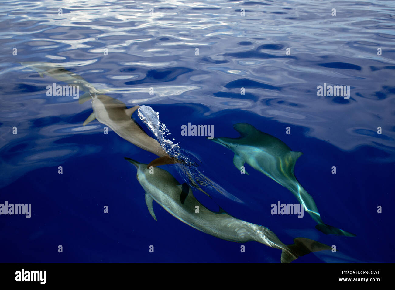 Spinner dolphins, Stenella longirostris, Ant Atoll, Pohnpei, Federated States of Micronesia Stock Photo