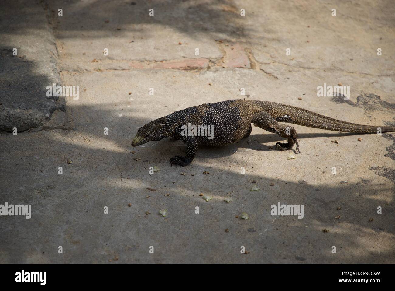 monitor lizard on Tioman Island Stock Photo