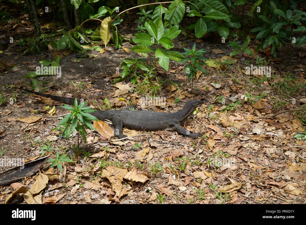 monitor lizard on Tioman Island Stock Photo Alamy