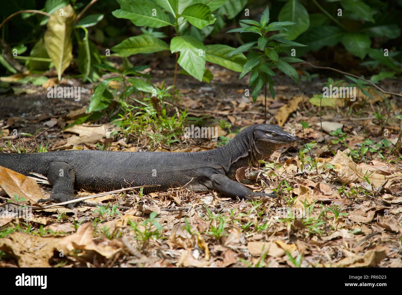 monitor lizard on Tioman Island Stock Photo