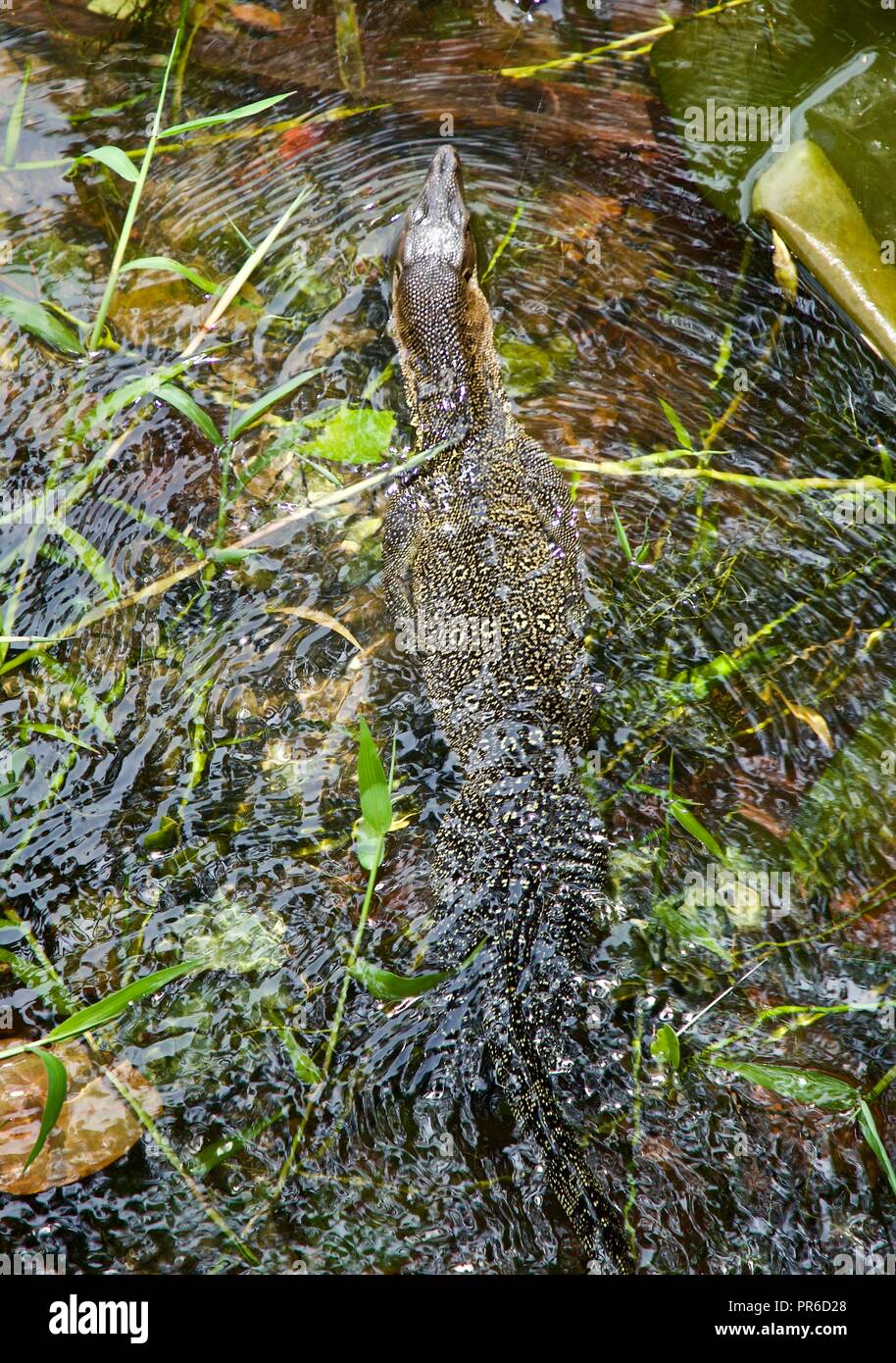 monitor lizard on Tioman Island Stock Photo Alamy