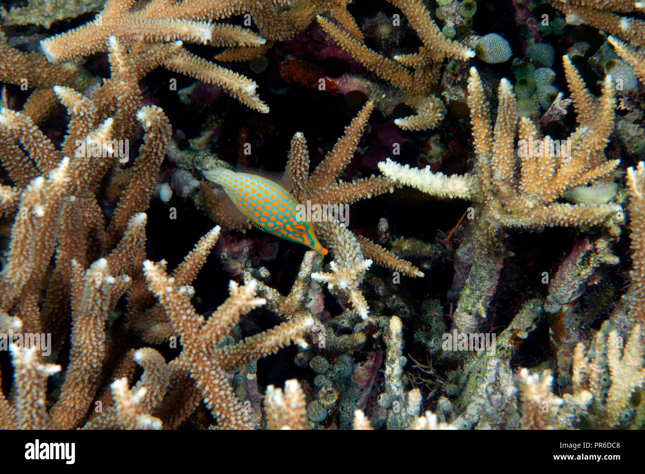 Longnose or orange spotted filefish, Oxymonacanthus longirostris, swims by coral Acropora sp., Pohnpei, Federated States of Micronesia Stock Photo