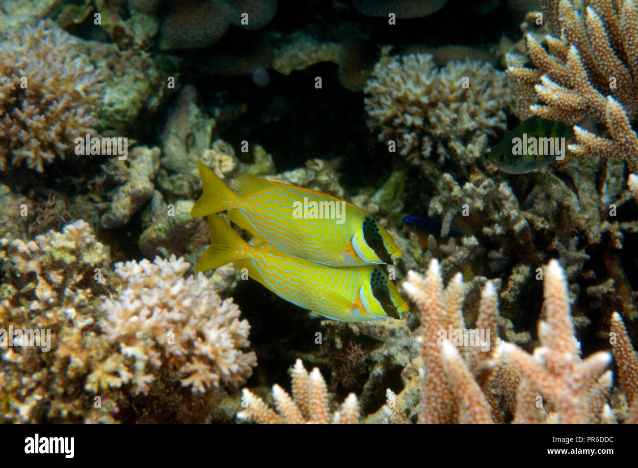 Two masked rabbitfishes, Siganus puellus, Pohnpei, Federated States of Micronesia Stock Photo