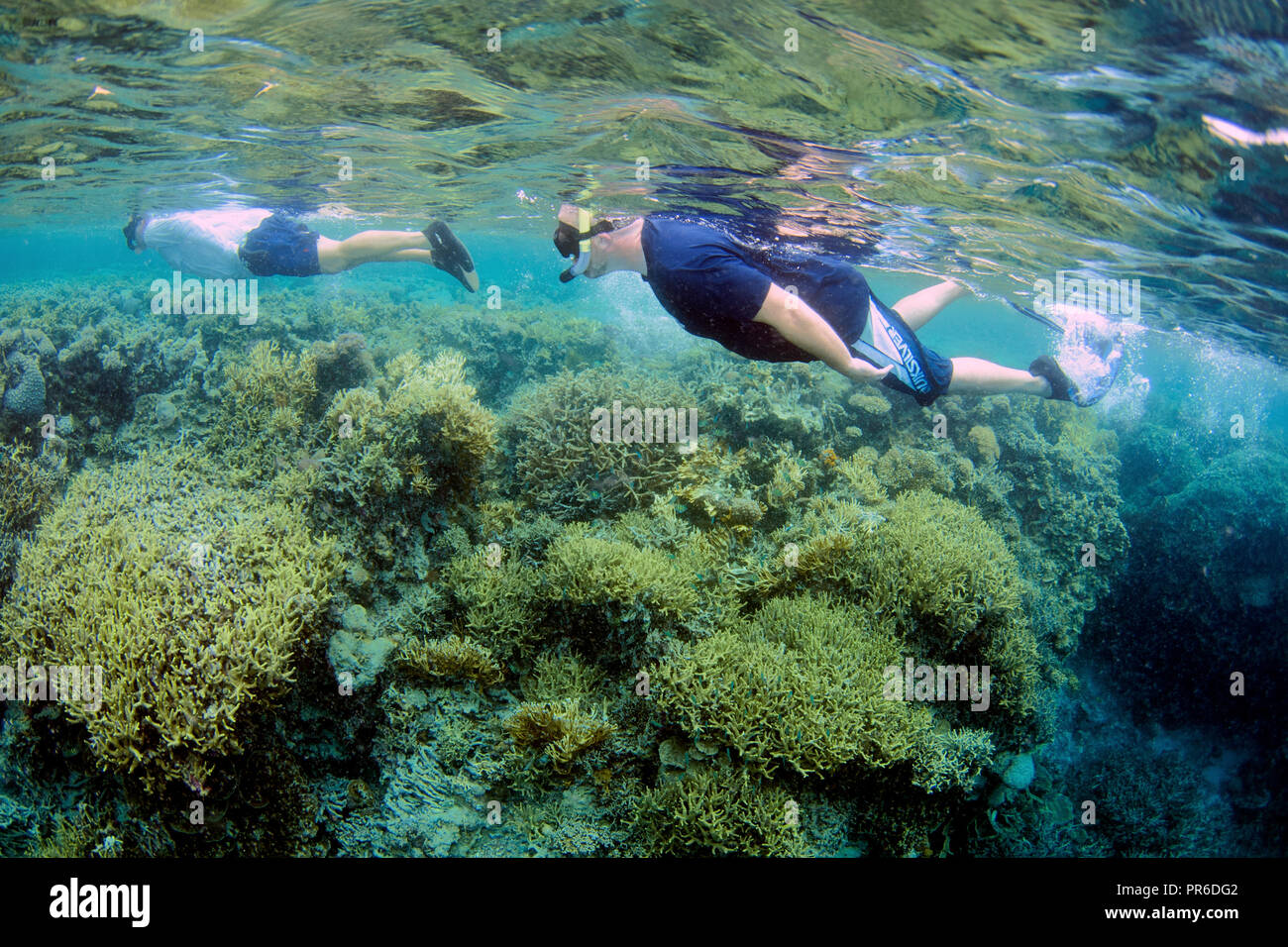 Snorkelers in a tropical coral reef, mainly Acropora sp., Pohnpei, Federated States of Micronesia Stock Photo