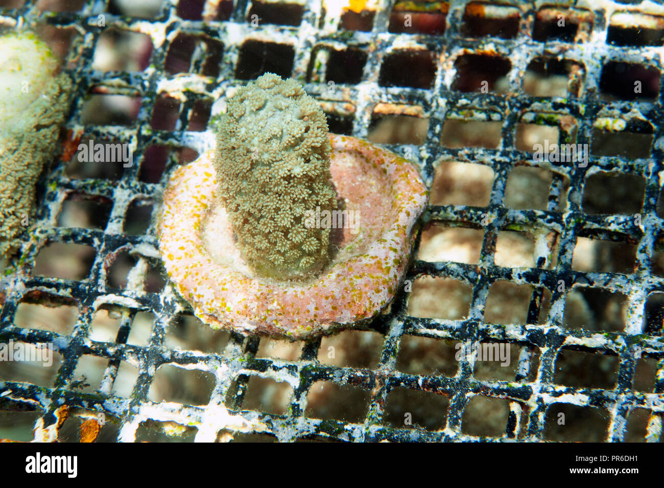 Coral buds being farmed in the lagoon, Pohnpei, Federated States of Micronesia Stock Photo