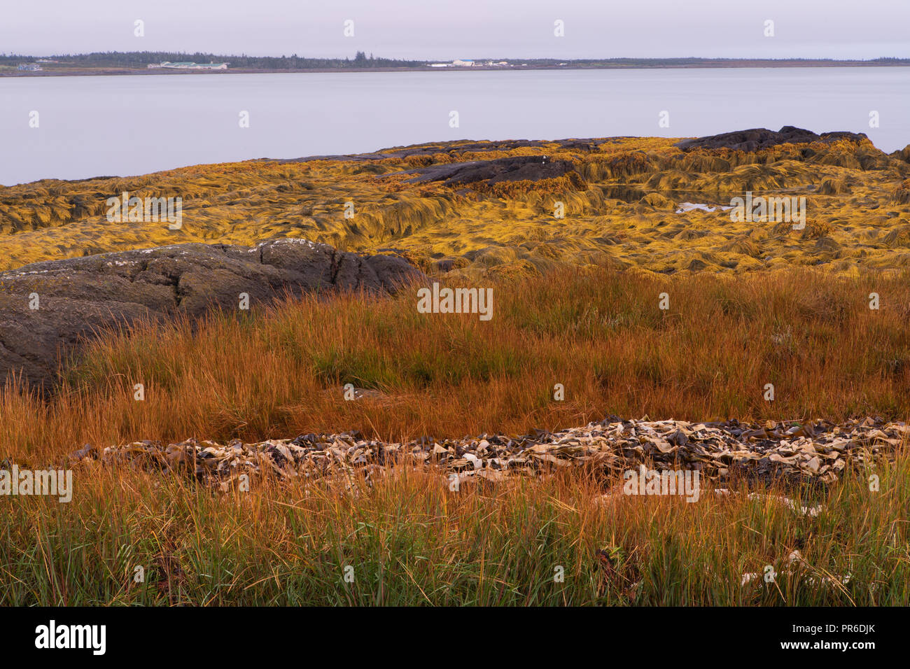 Coastal view at Pubnico Point with sea grass and algae at low tide. Stock Photo