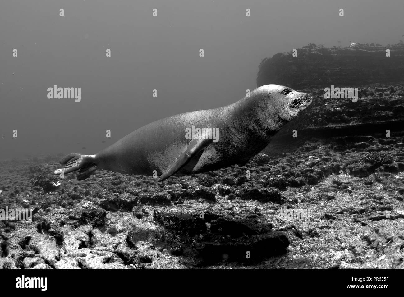 Hawaiian monk seal, Neomonachus schauinslandi, endangered species, Lehua Island, Niihau, Hawaii, USA Stock Photo