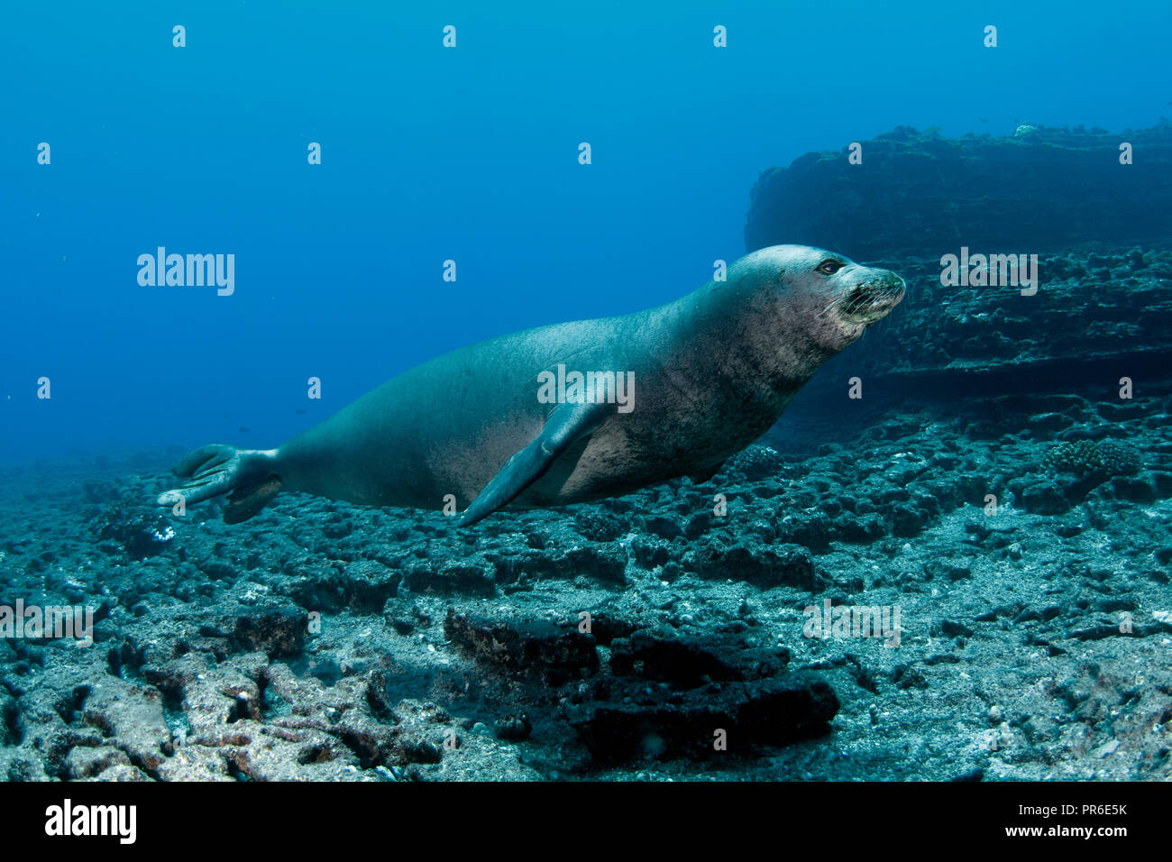 Hawaiian monk seal, Neomonachus schauinslandi, endangered species, Lehua Island, Niihau, Hawaii, USA Stock Photo