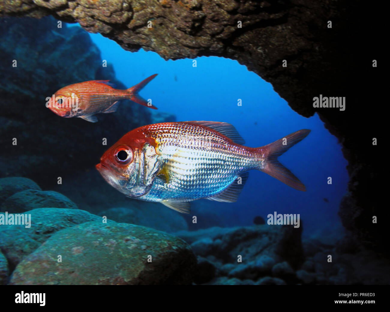 Continental Slope Stock Photos & Continental Slope Stock Images Alamy