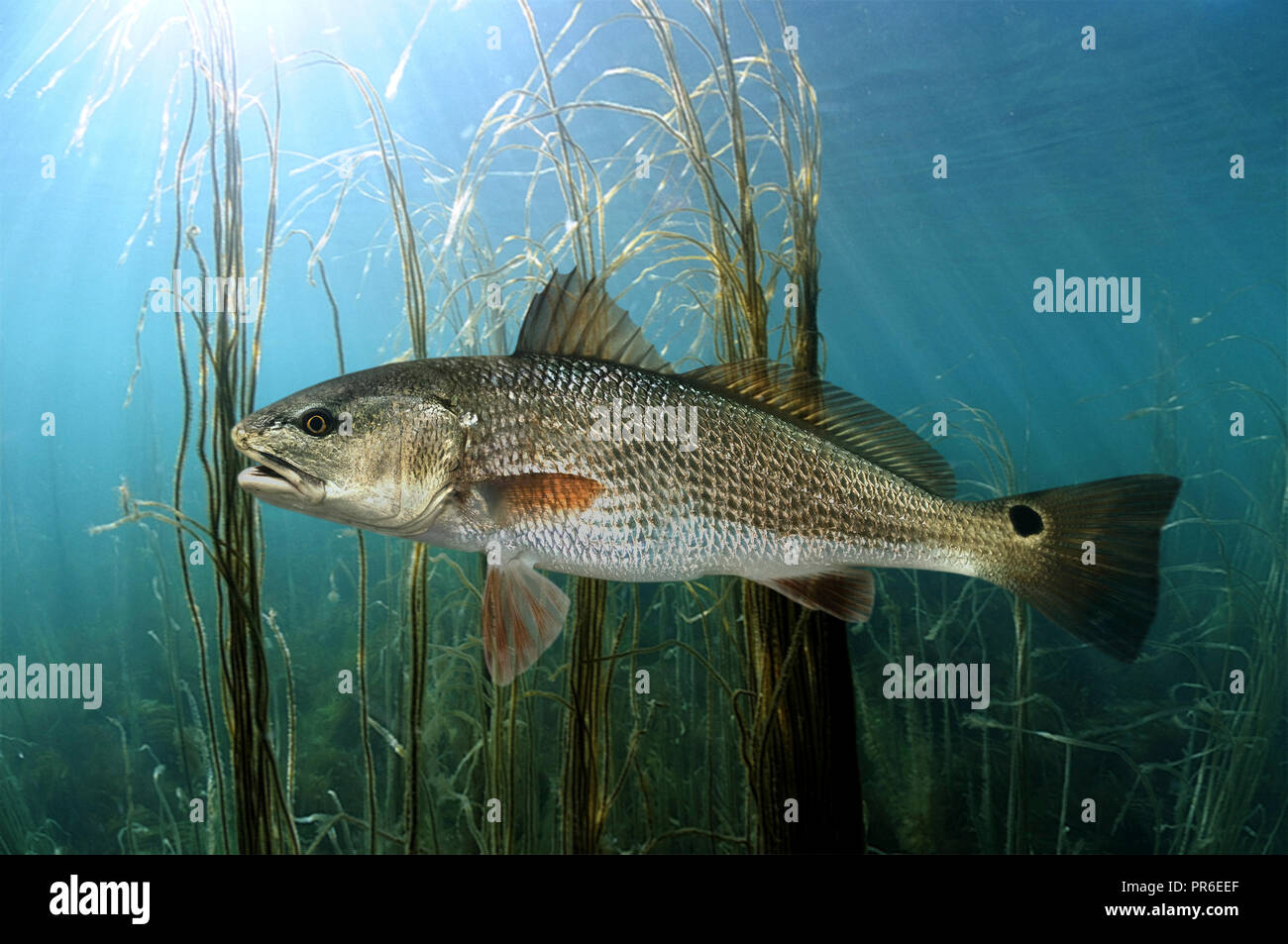 fishing planet red drum florida fishing planet red drum florida