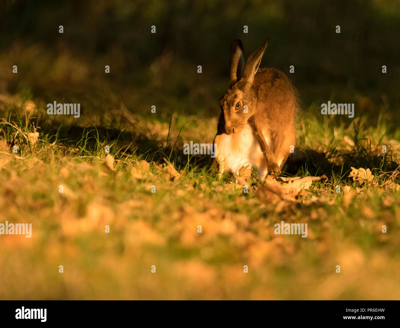 A brown hare (Lepus europaeus) catches the early morning sun at the woodlands edge, Warwickshire Stock Photo