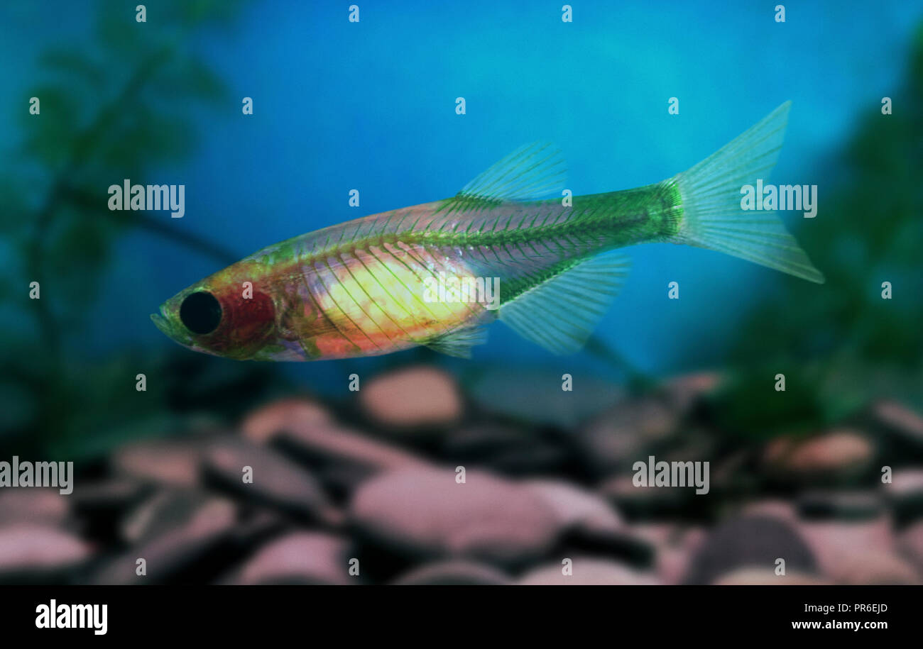 Mutant Fish High Resolution Stock Photography And Images Alamy