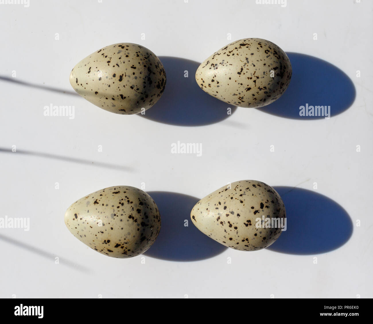 Charadrius dubius. The eggs of the Little Ringed Plover in front of white background, isolated. Stock Photo