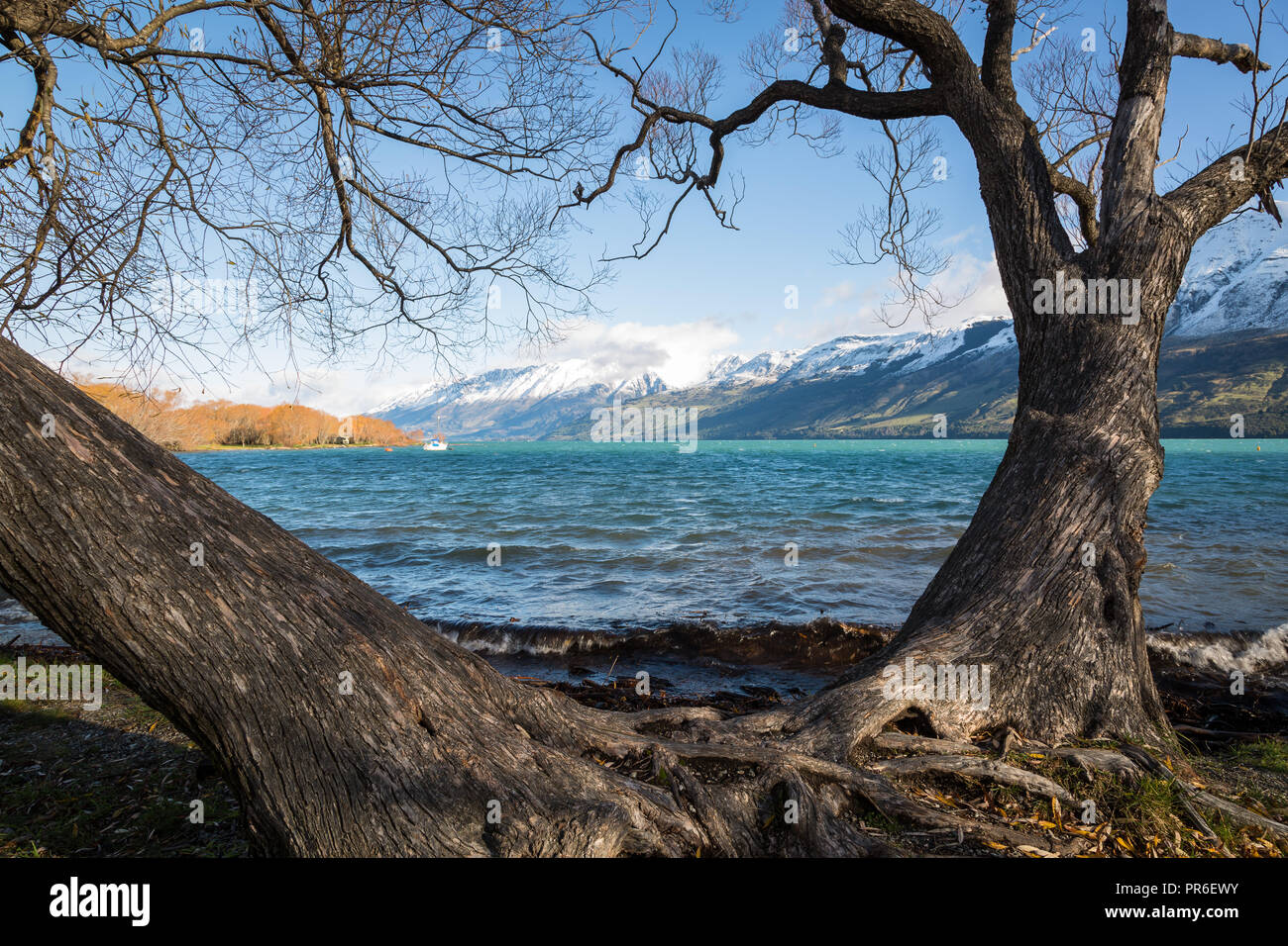 rough waters of Lake Wakatipu framed by old trees, Glenorchy, New Zealand Stock Photo