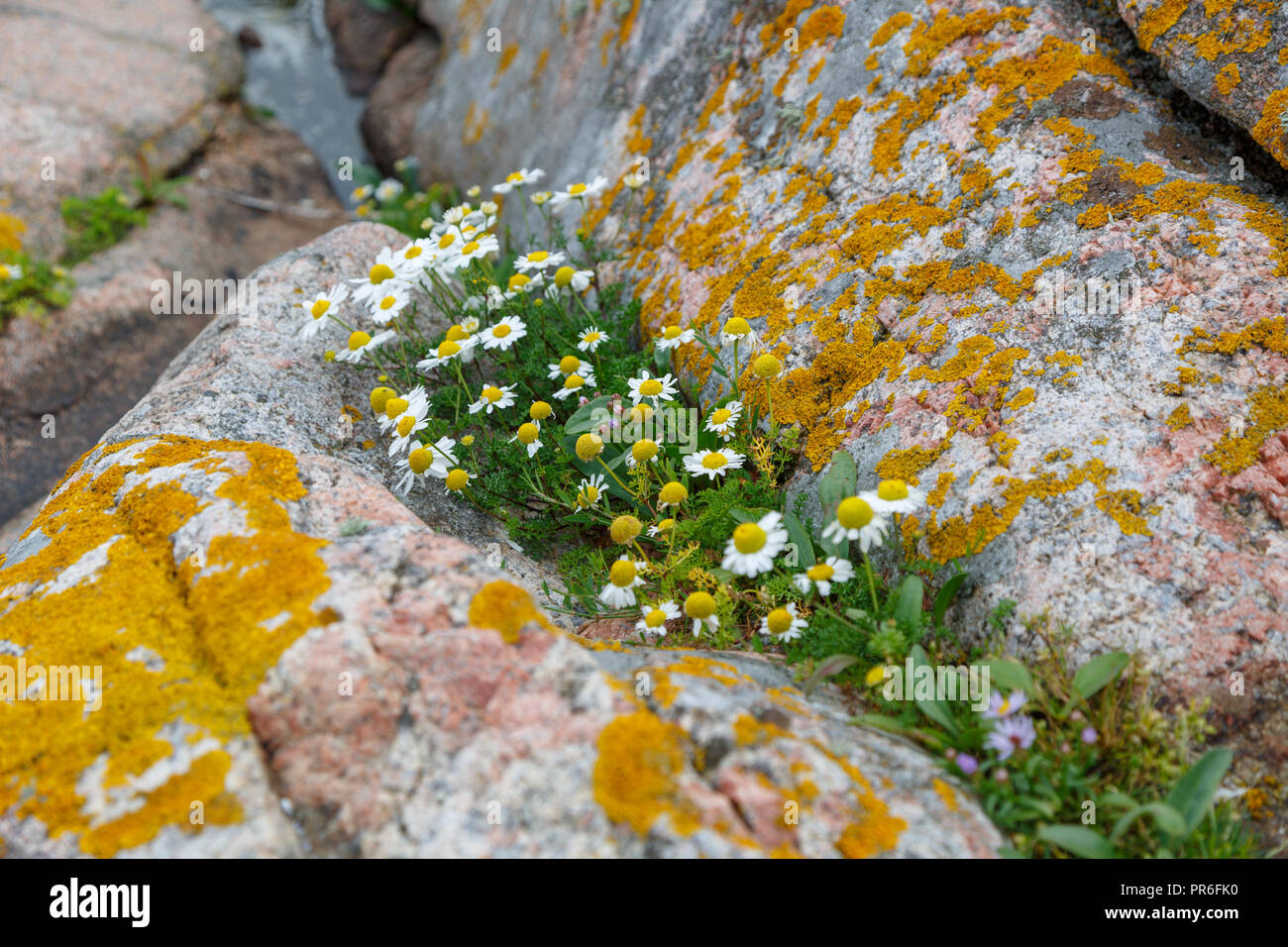 White wildflower on rock Stock Photo