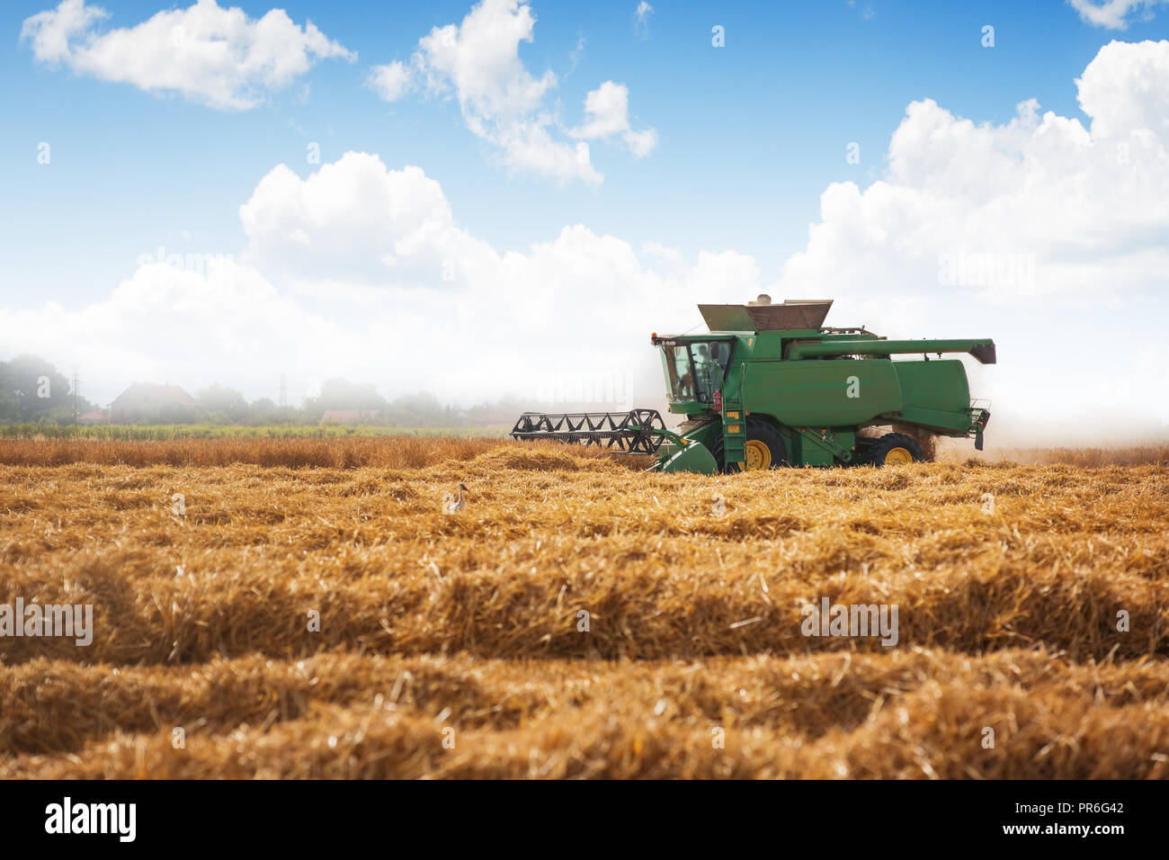 Combine harvester agriculture machine harvesting golden ripe wheat field Stock Photo