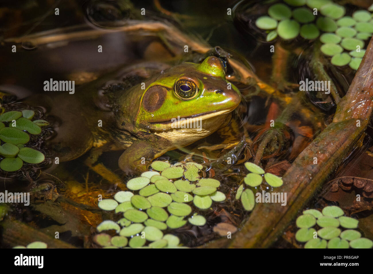 This is the elusive Pig Frog. It is often heard in the marsh and swamps, but it is rarely seen. It sounds like a pig. Stock Photo