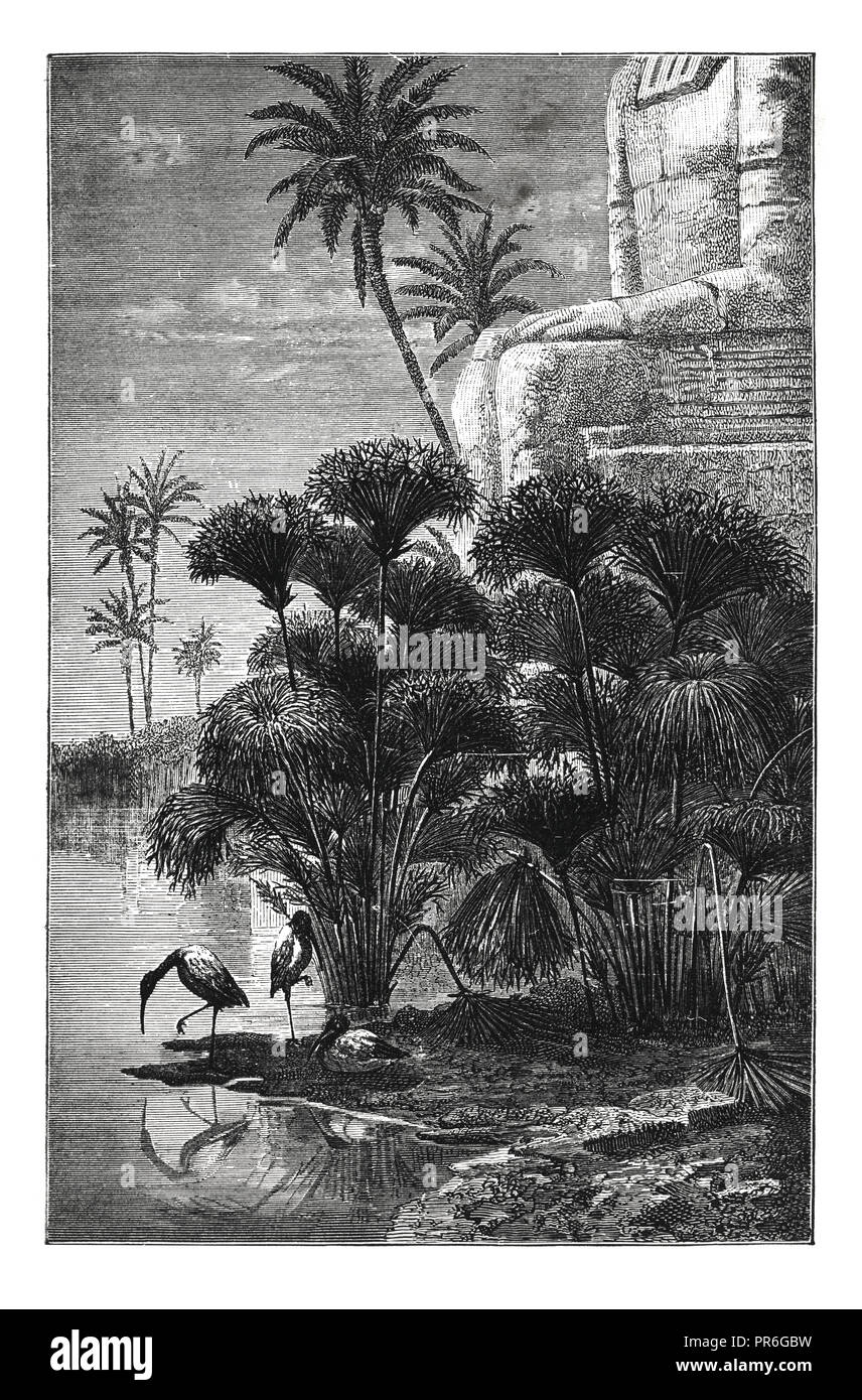 19-th century illustration of Egyptian papyrus. Ancient Egyptians used papyrus as a writing material. Stock Photo