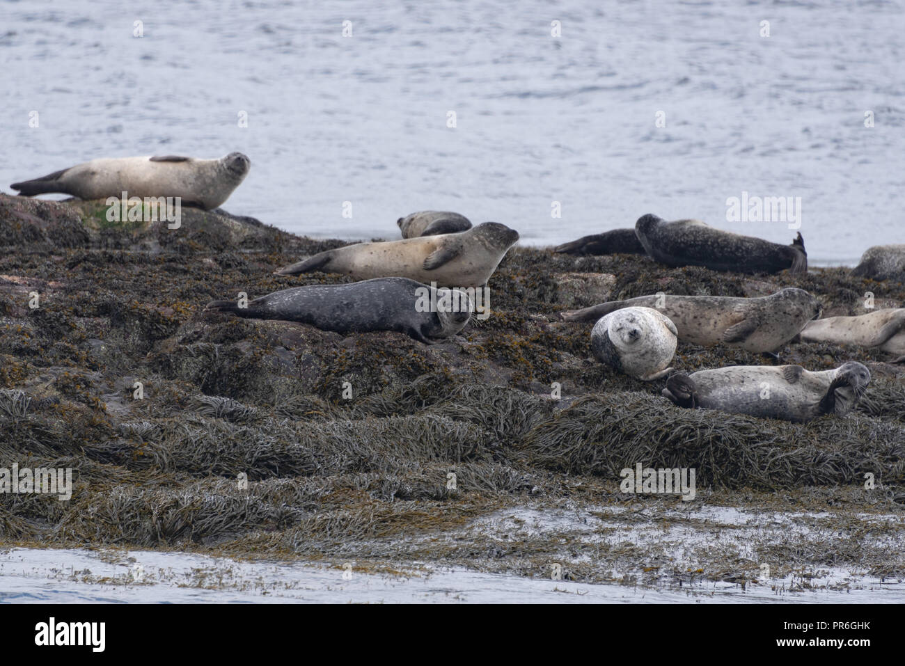 Seals resting at little island at Loch Linnhe after morning swim and breakfast Stock Photo