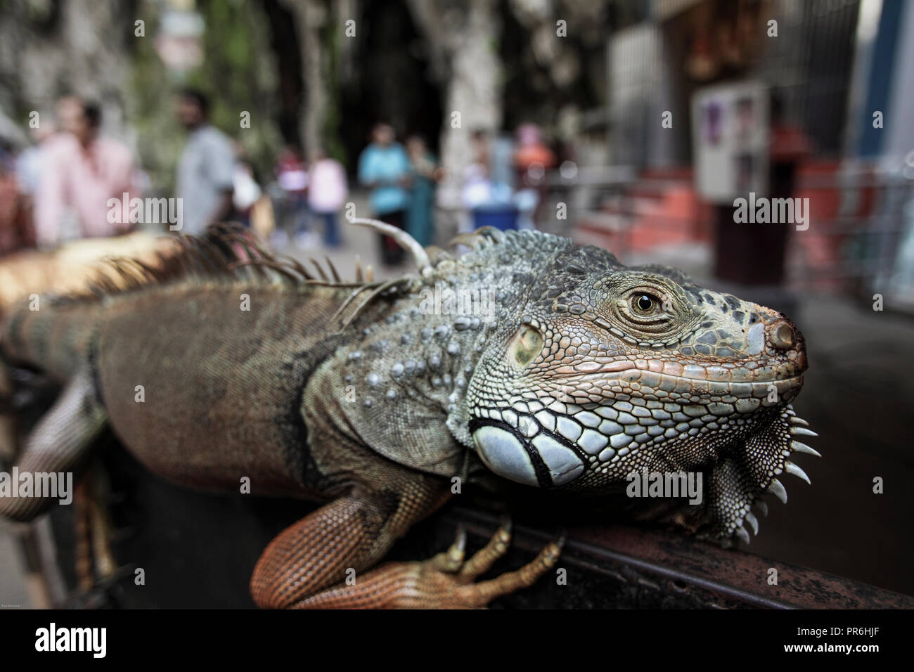 Green iguana at Batu Caves, Malaysia Stock Photo