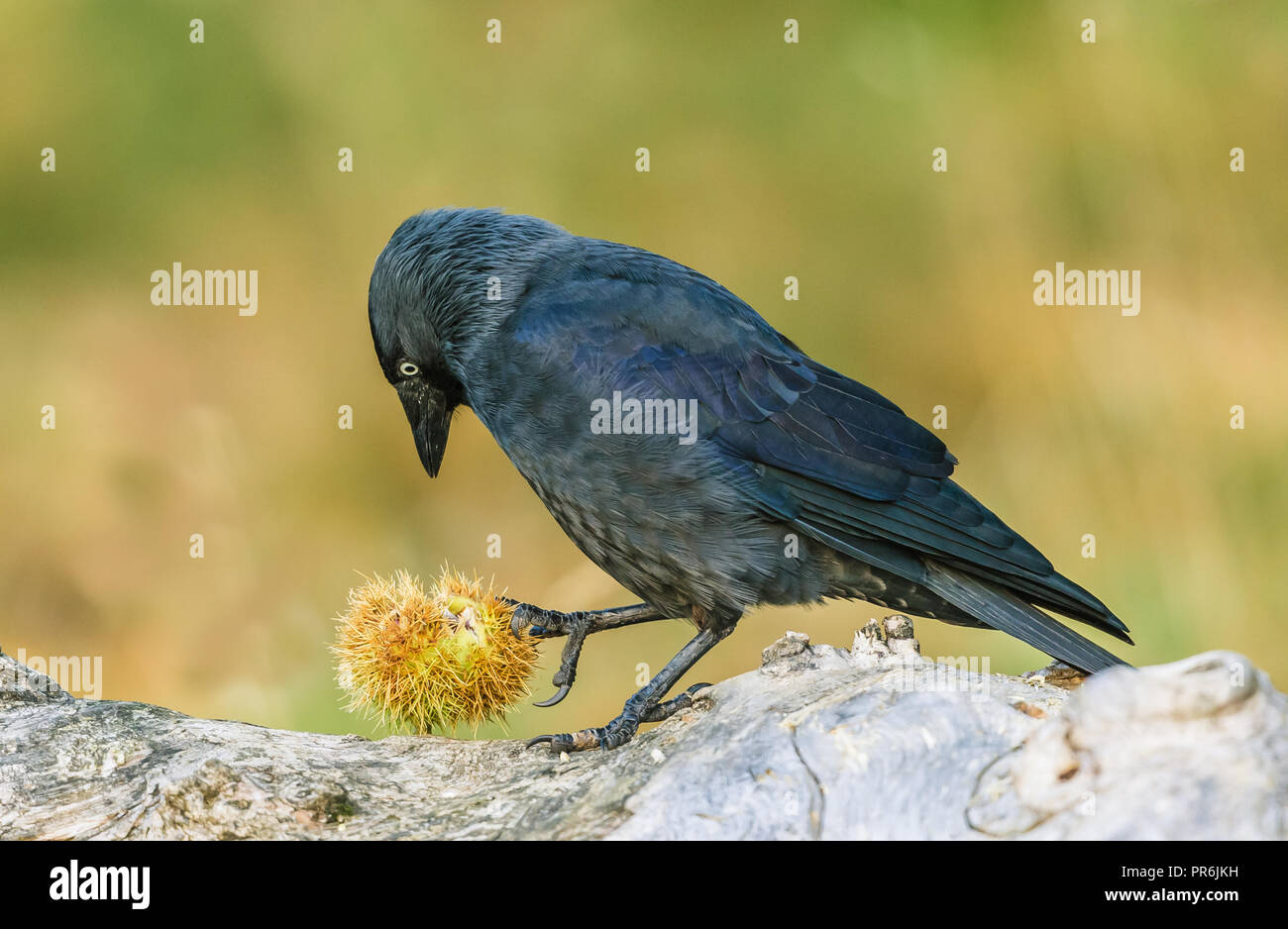 Jackdaw, Western Jackdaw or Eurasian Jackdaw, (Corvus monedula) in natural habitat eating beech nuts.  Facing left.  Blurred background. Horizontal. Stock Photo