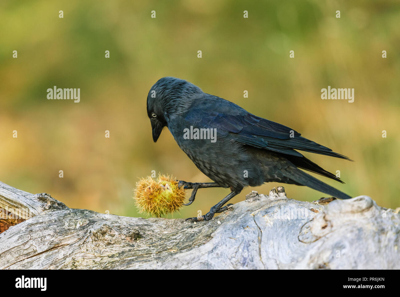 Jackdaw, Western Jackdaw or Eurasian Jackdaw, (Corvus monedula) in natural habitat eating beech nuts.  Facing left.  Blurred background. Horizontal. Stock Photo