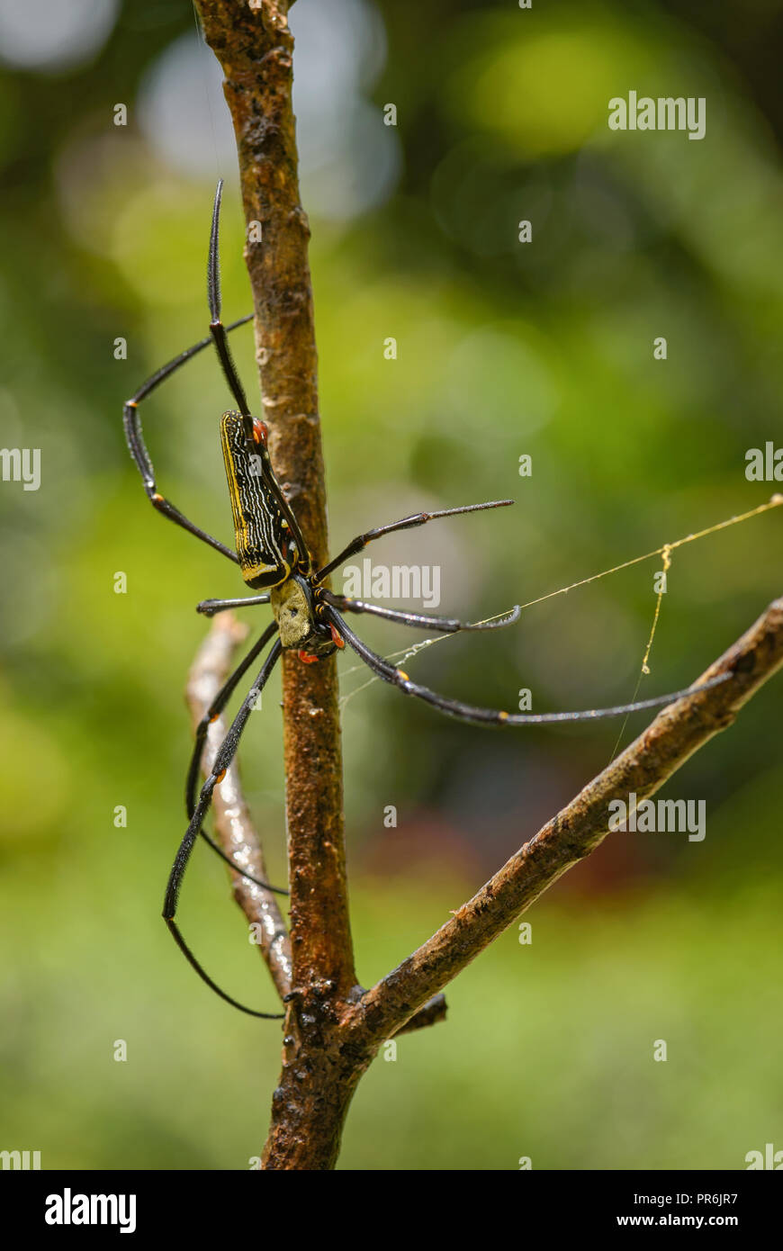 Giant Woodspider - Nephila pilipes, large colorful spider from Southeast Asia forests and woodlands. Stock Photo