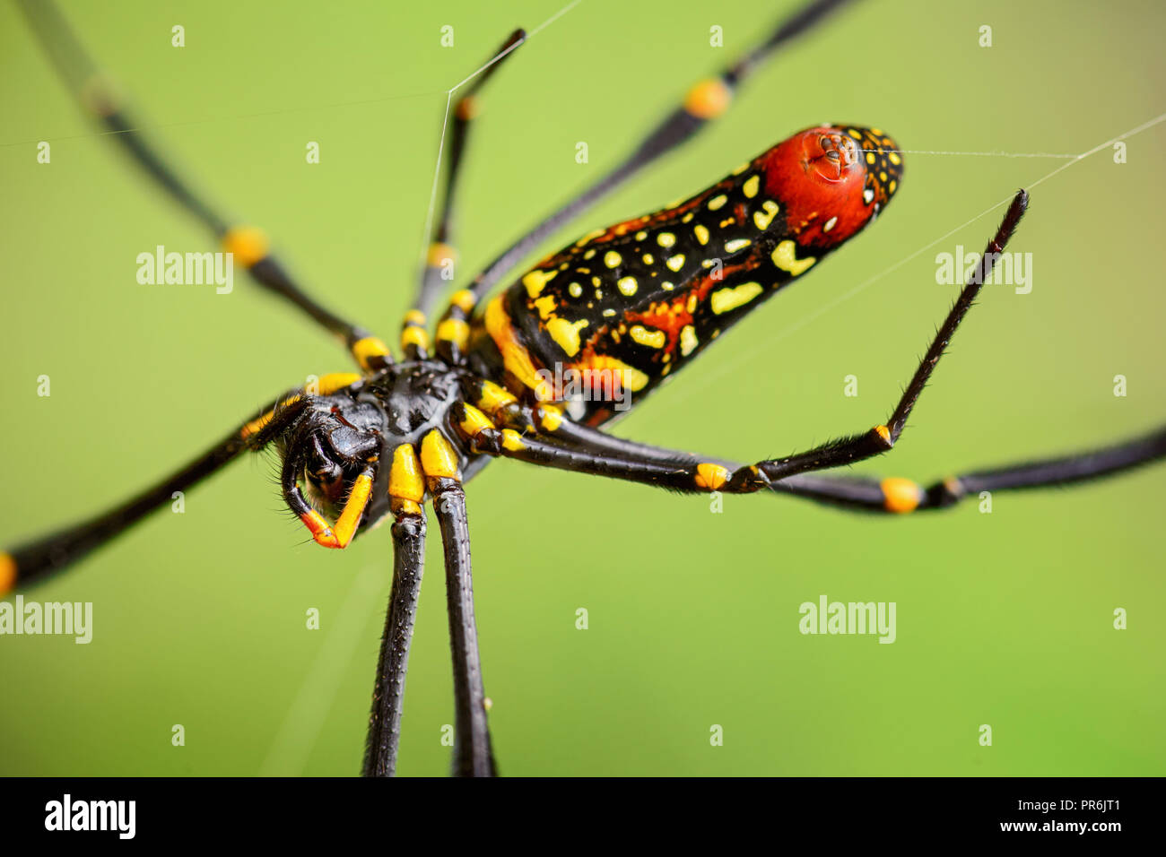 Giant Woodspider - Nephila pilipes, large colorful spider from Southeast Asia forests and woodlands. Stock Photo