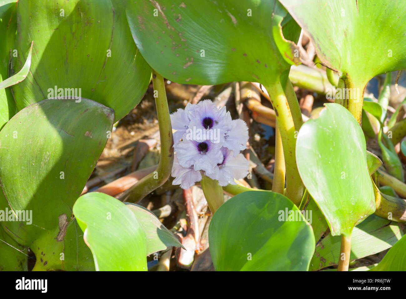 Anchored water hyacinth (Eichhornia azurea), Rio (River) Paraguay, Mariano Roque Alonso, Paraguay Stock Photo