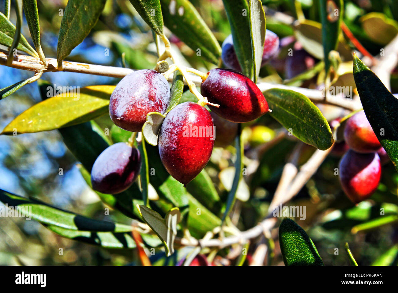 Greece, Peloponnese, Messinia, olive tree, olives, Koroneiki variety Stock Photo