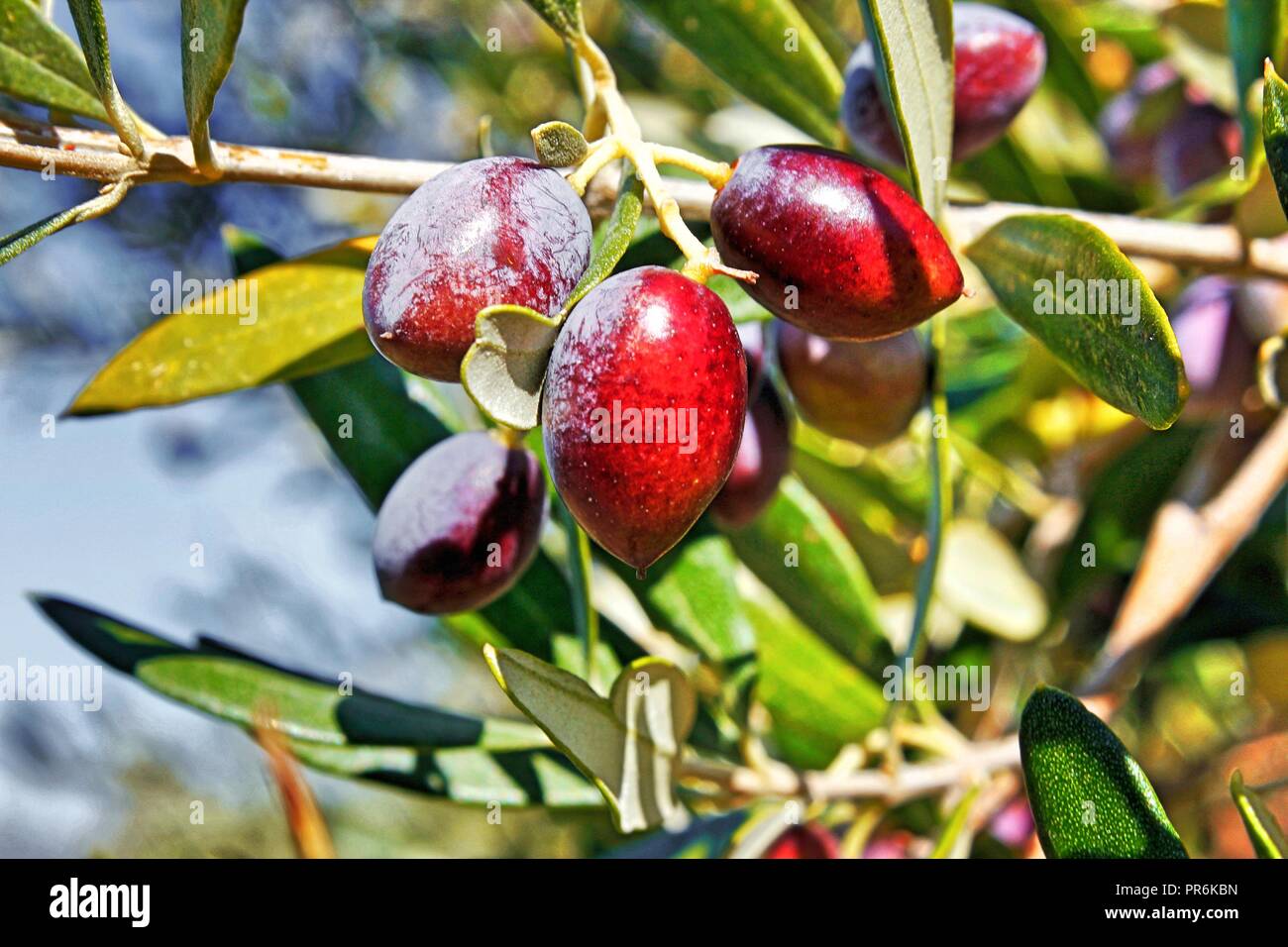 Greece, Peloponnese, Messinia, olive tree, olives, Koroneiki variety Stock Photo