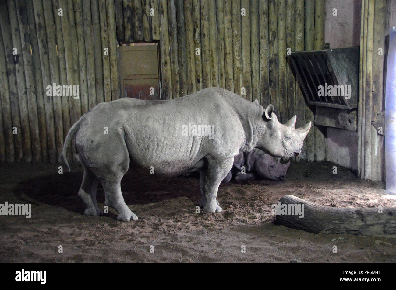 A Pair of Southern Black Rhinos (Diceros bicornis) Inside there Enclosure at Chester Zoo. Stock Photo