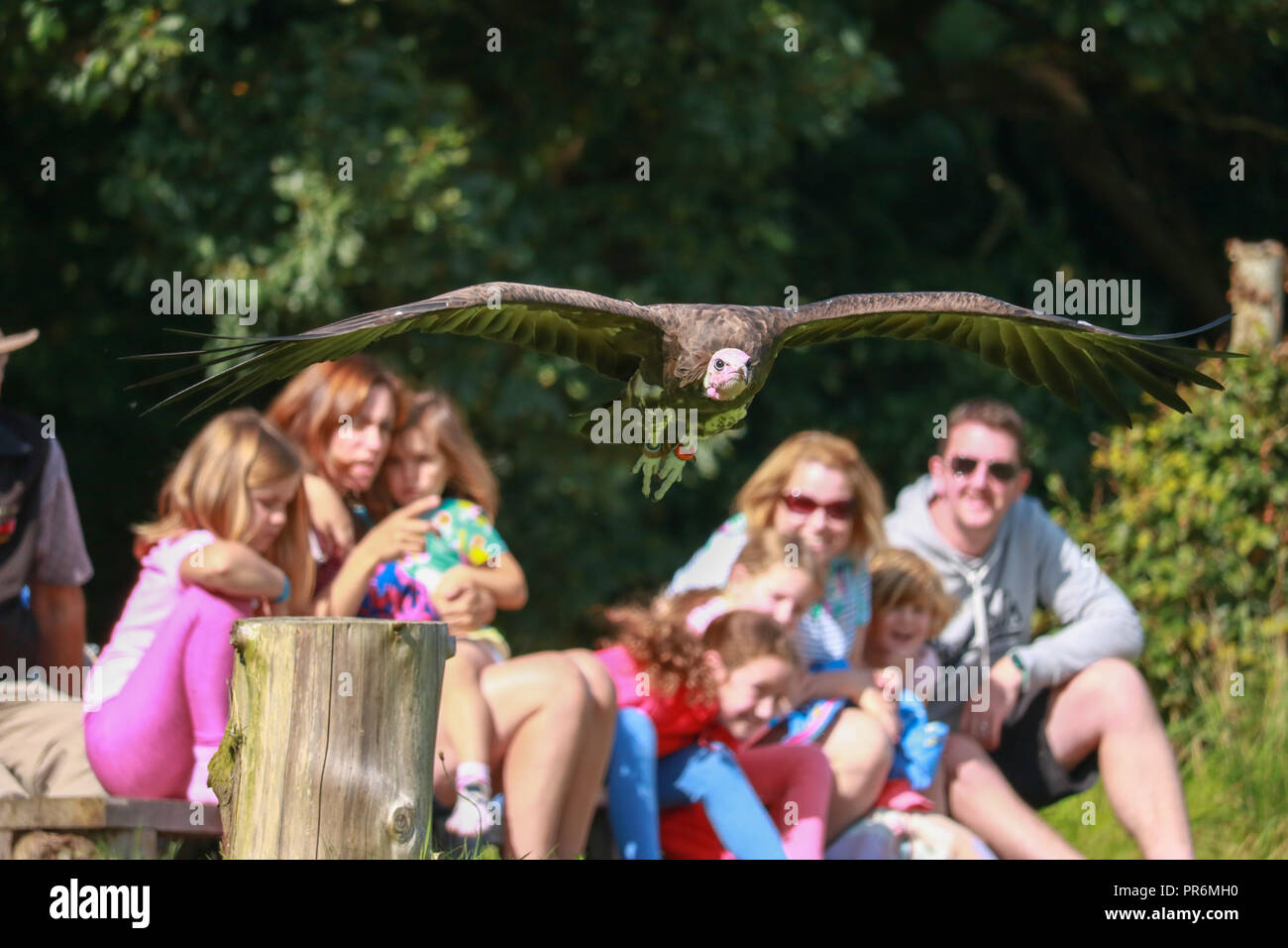 Young audience members react after a Hooded Vulture swoops over them at Muncaster Castle, Cumbria. Stock Photo