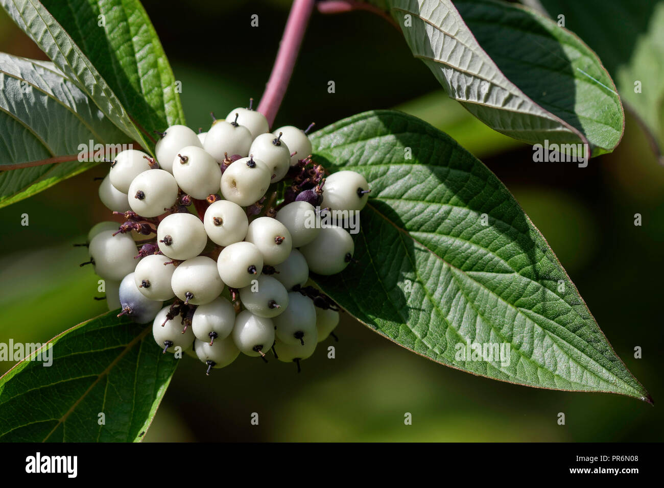 White Berries Stock Photo
