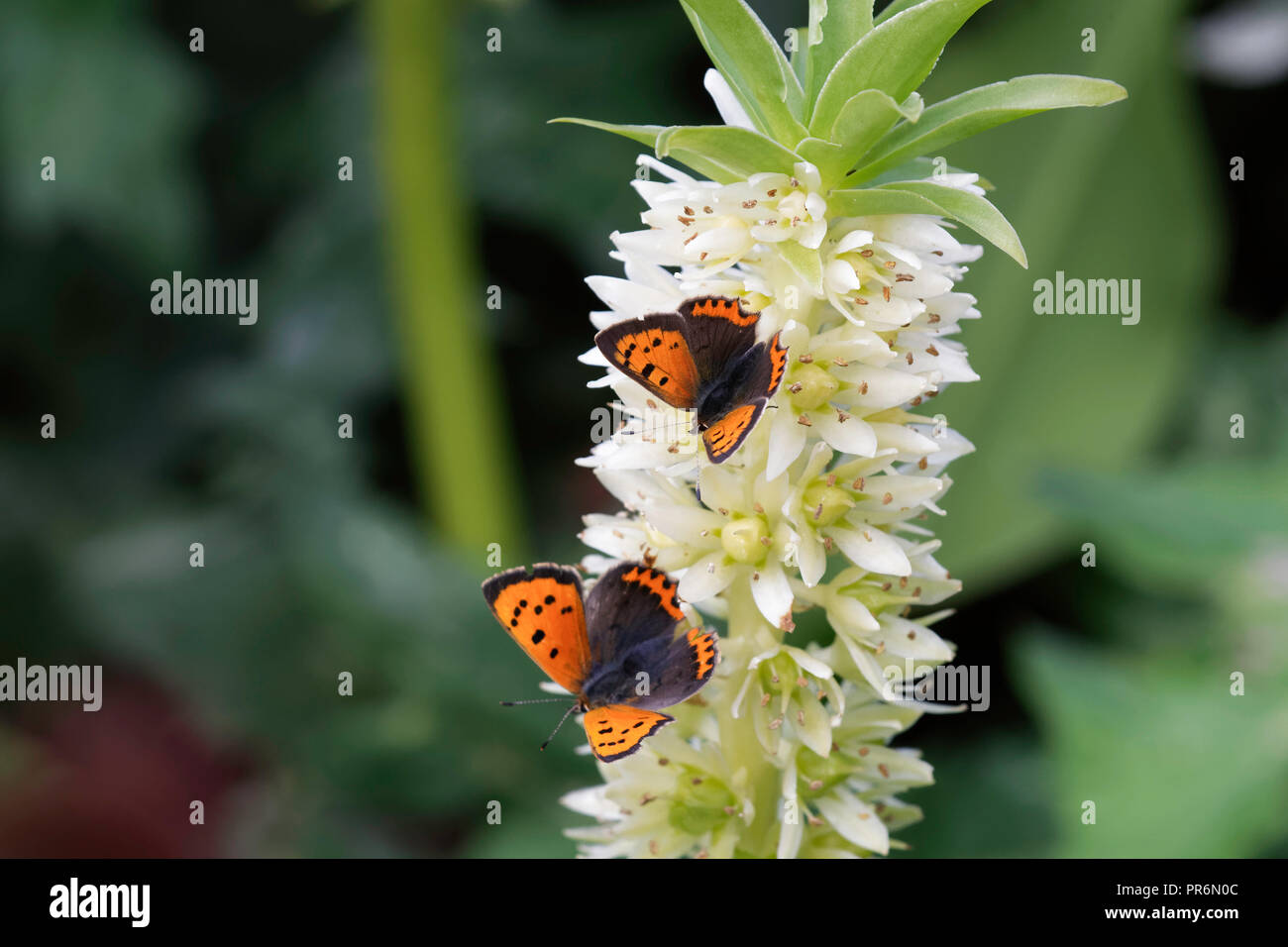 Small Copper butterflies feeding on a Pineapple Lily flower. Stock Photo