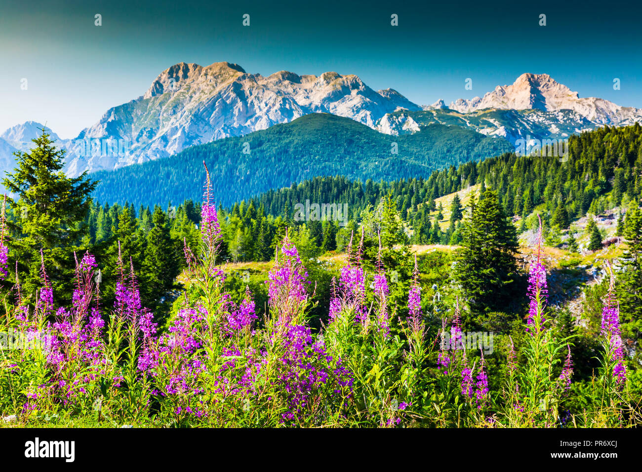 Mountains in summer with flowers. Stock Photo