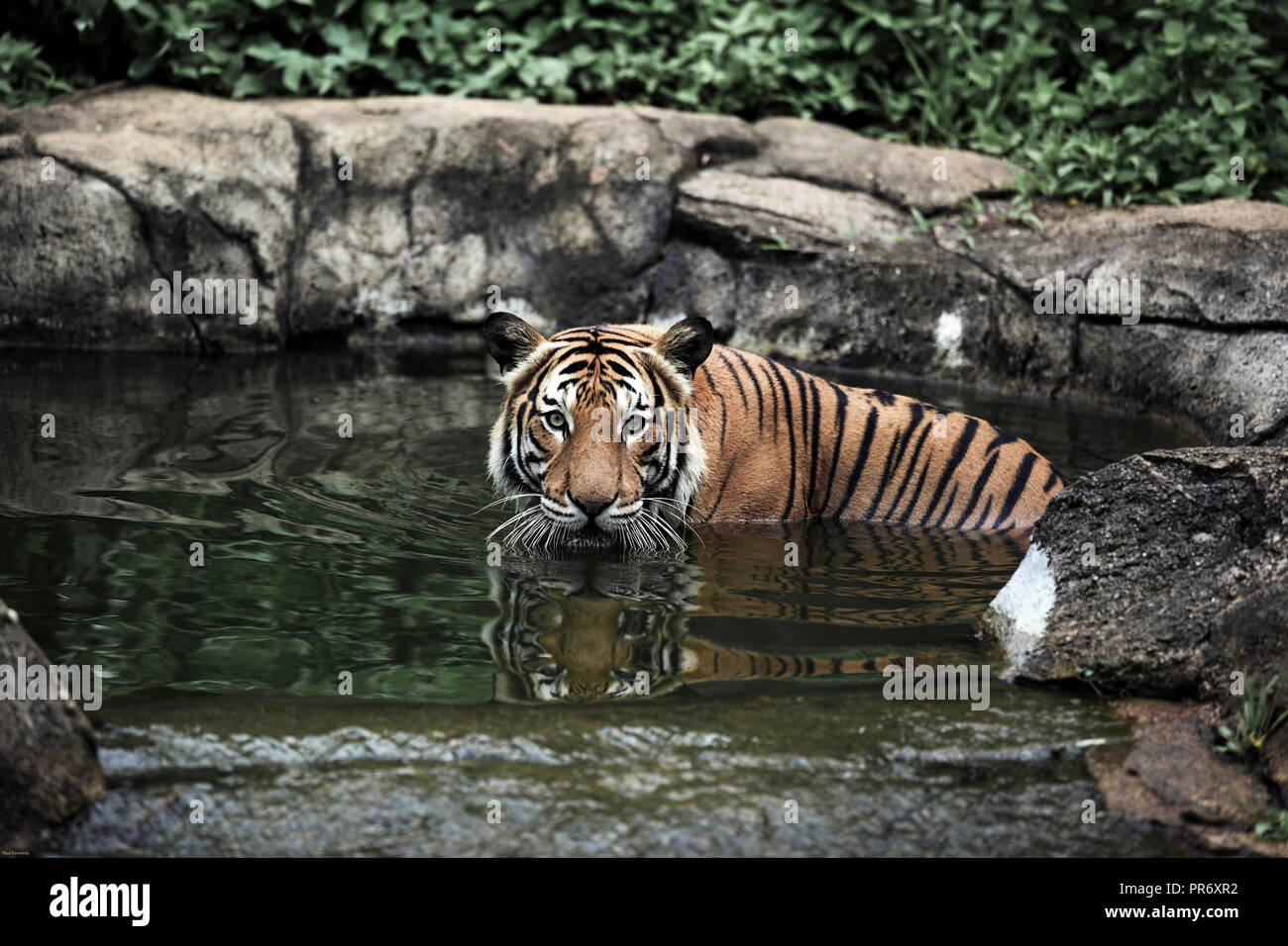 Malayan Tiger Bathing In Pool At Melaka Zoo In Melaka Malaysia Stock Photo Alamy