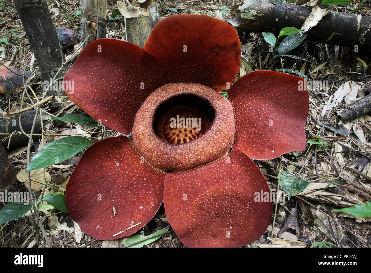 Rafflesia Flower Stinking Corpse Lily In Malaysian Rainforest Stock Photo Alamy