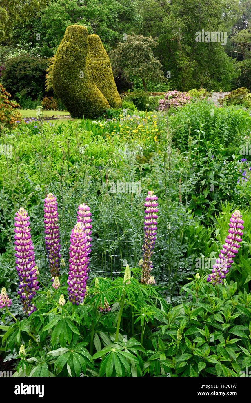 Purple lupin flowers in the lush Flower Garden south of Cawdor Castle in the rain Cawdor Nairn Scotland UK Stock Photo