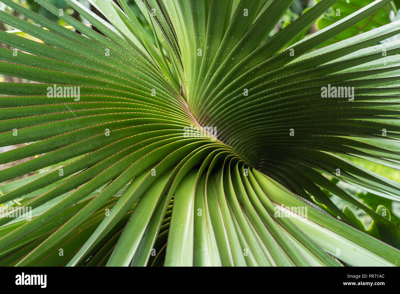 Spiral formation of the leaves of a palm Stock Photo