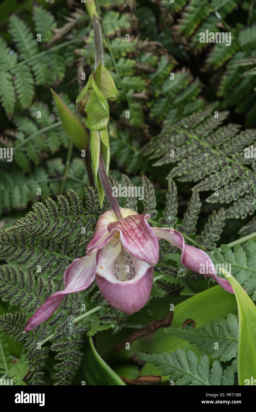 Bilateral symmetry hi-res stock photography and images - Alamy